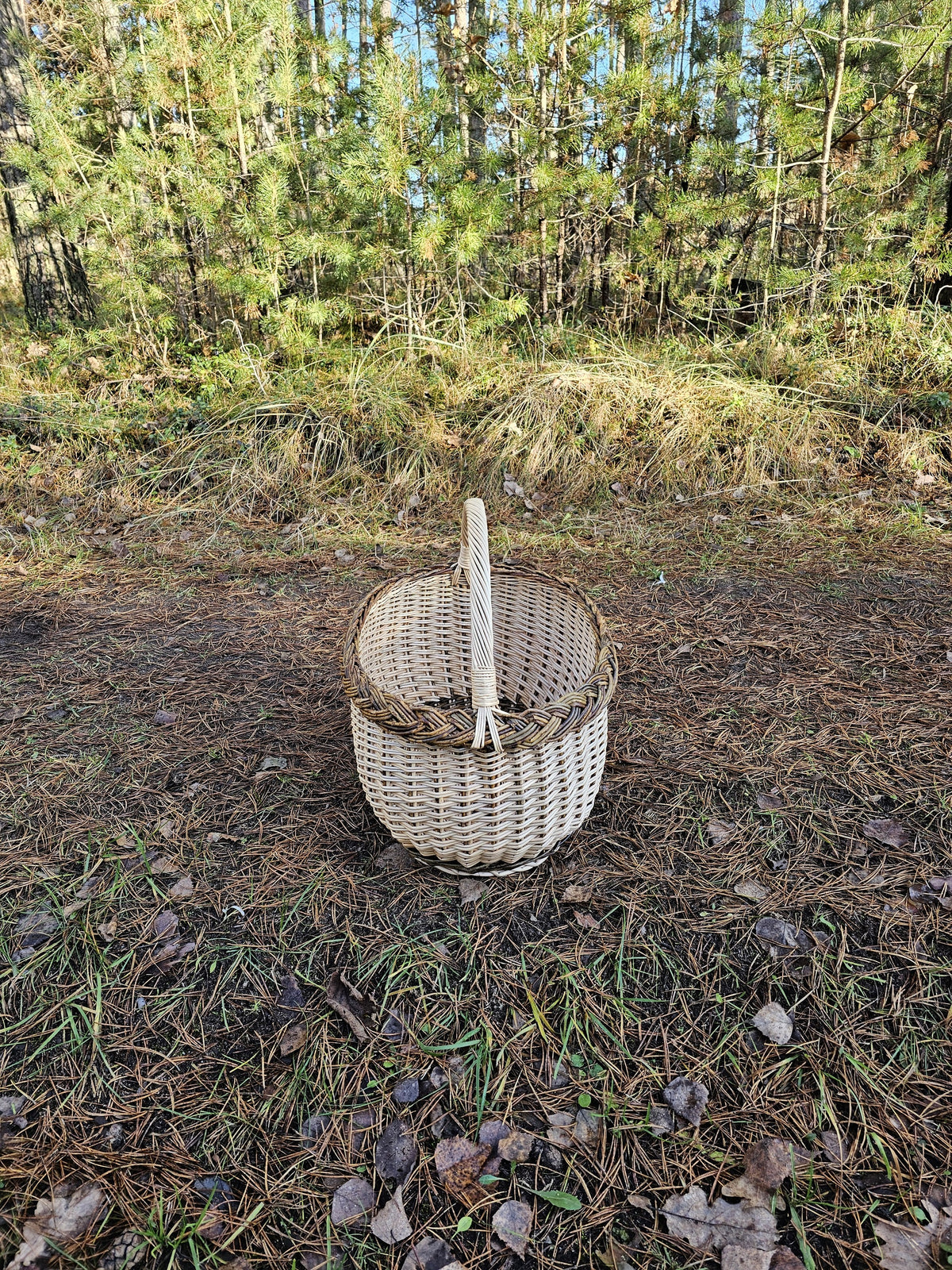 End-on view of the oval foraging basket on a bed of pine needles, showing its narrow profile, high twisted handle and rounded willow base.