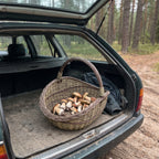 Large willow mushroom basket with a twisted handle full of freshly picked boletes in the open boot of a car in a pine forest