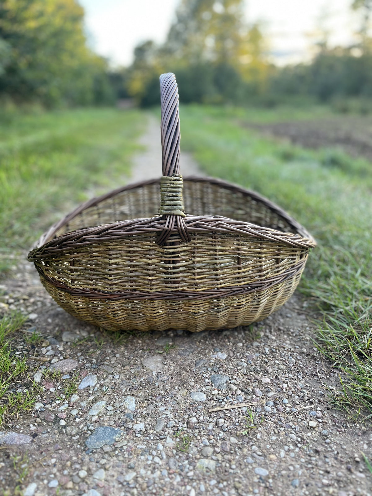 Wicker gathering basket seen head-on on a forest track at dusk, the wide shallow body and tall handle in profile.
