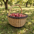 Wicker basket with handle filled with red apples on the grass in an orchard, the braided rim and sturdy woven sides in warm daylight.