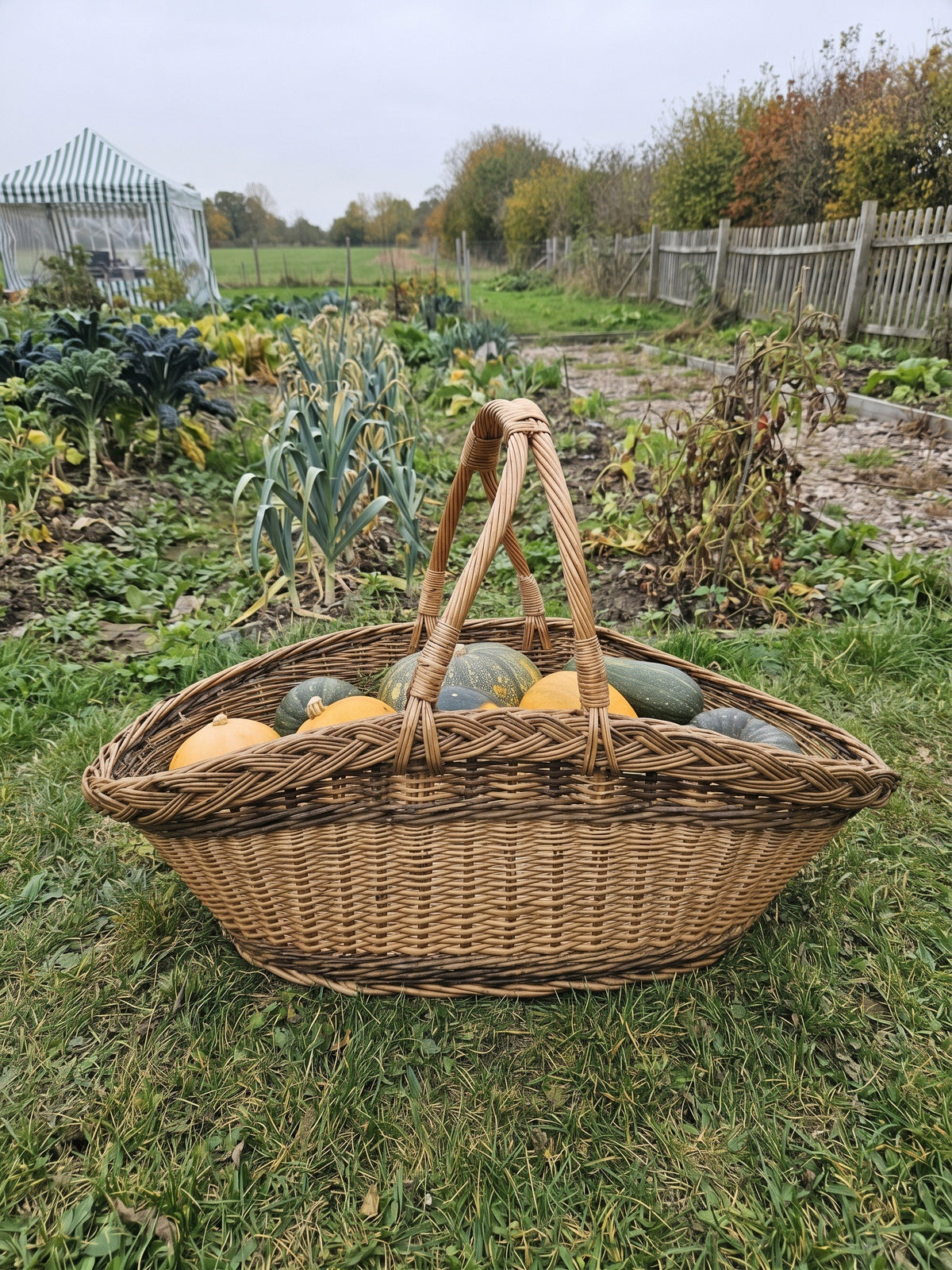 Large handwoven willow harvest basket with two handles meeting above the centre, filled with pumpkins and squash in an autumn vegetable garden