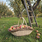 Two-handled willow apple picking basket full of red apples on the grass of an orchard beside a wooden ladder leaning on a tree