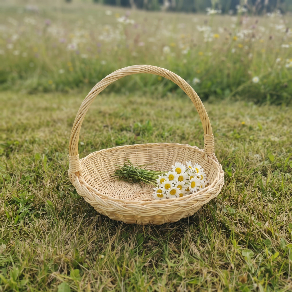 Small handwoven willow basket with a tall handle on a summer meadow, holding a bunch of daisies and fresh herbs