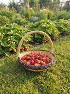 Wicker basket with tall handle full of freshly picked strawberries on the lawn beside a garden strawberry patch