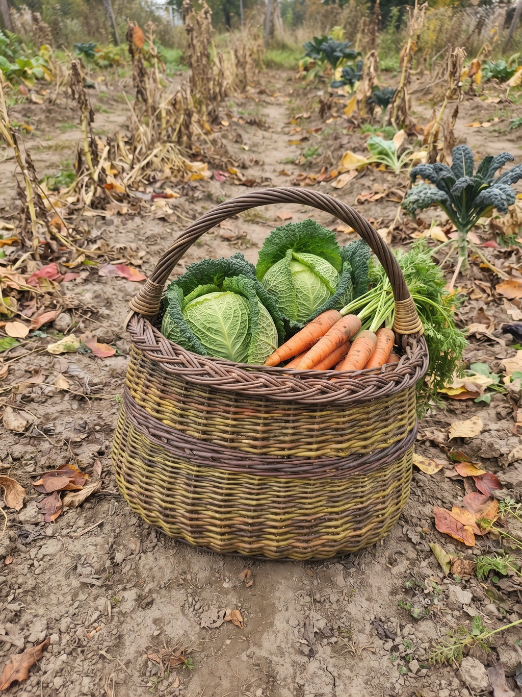 Handwoven willow harvest basket full of savoy cabbage and carrots standing on soil in an autumn vegetable garden.
