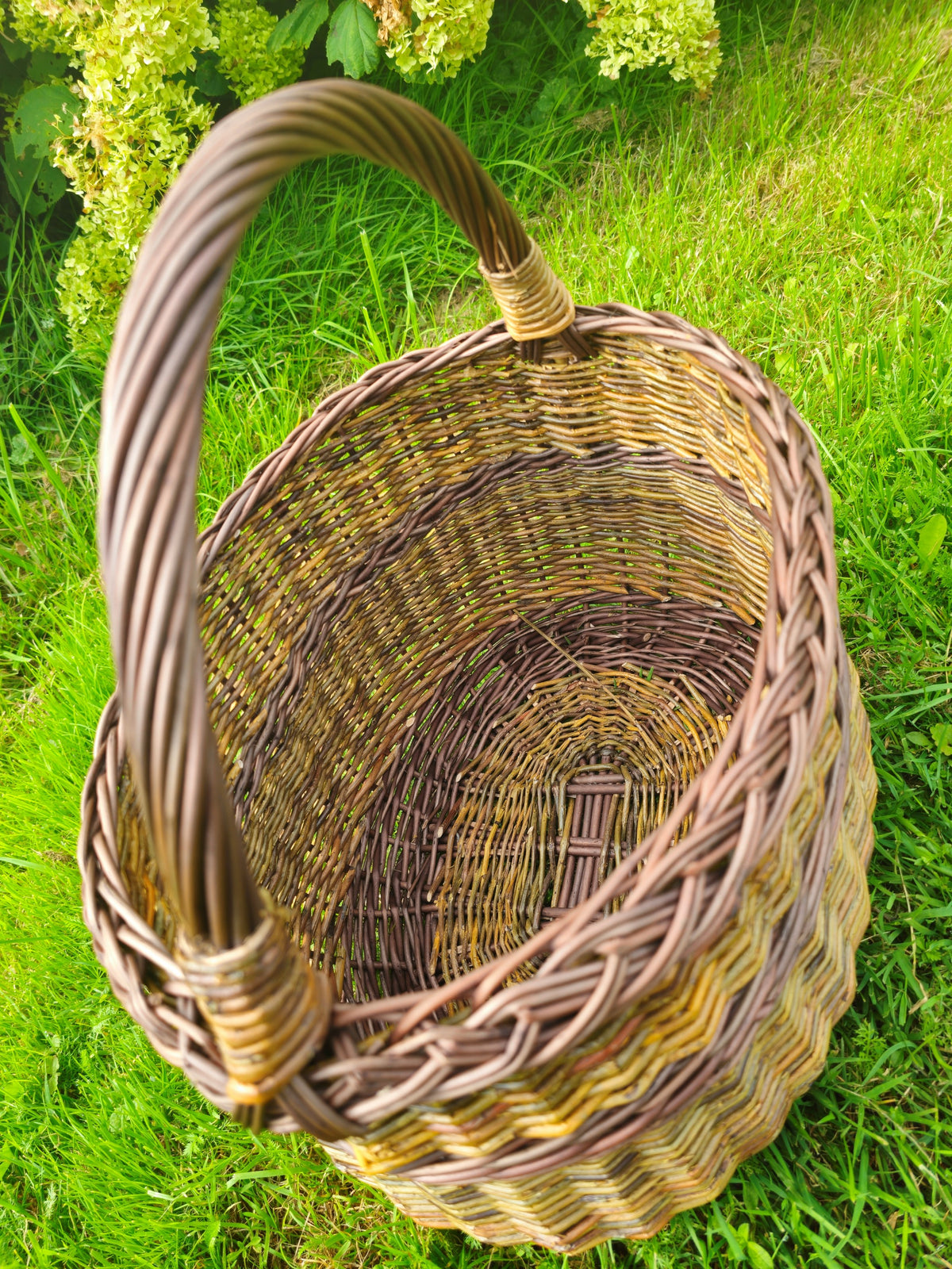 Top view of a tall wicker foraging basket on the lawn, showing the woven base inside and the reinforced arched handle.