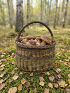 Willow mushroom foraging basket with handle filled with wild porcini mushrooms on moss and fallen leaves in an autumn birch forest.
