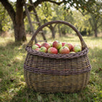 Unpeeled willow shopping basket with an arched handle filled with freshly picked apples on the grass in an orchard by a ladder.