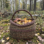 Wicker market basket with a raised woven band filled with porcini and chanterelles on the forest floor among birch trees.