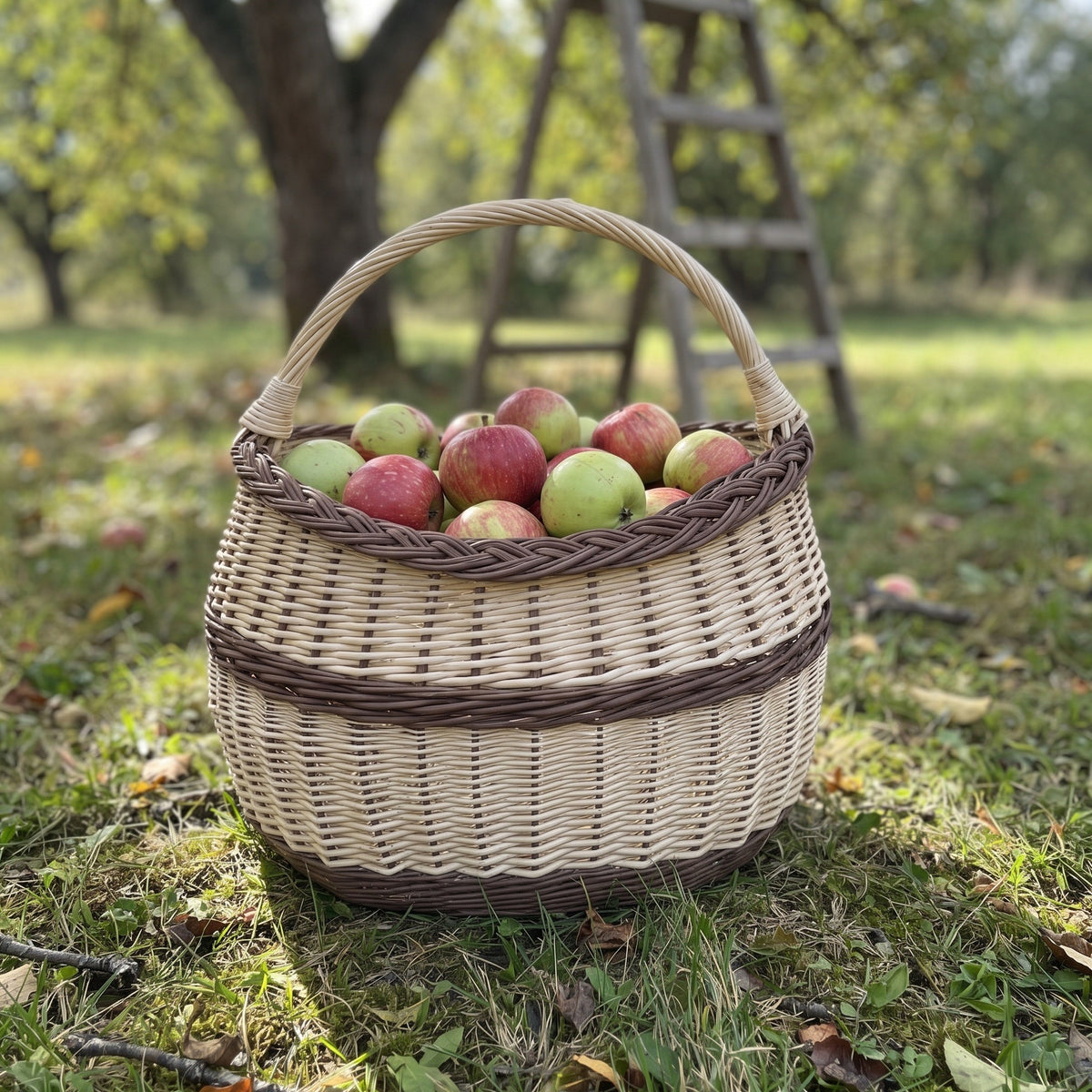 Wicker basket with handle filled with red and green apples, standing on orchard grass with a wooden ladder and apple trees behind