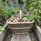 Large oval willow harvest basket with handle filled with potatoes, carrots, cabbage and onions on a wooden board in a vegetable garden