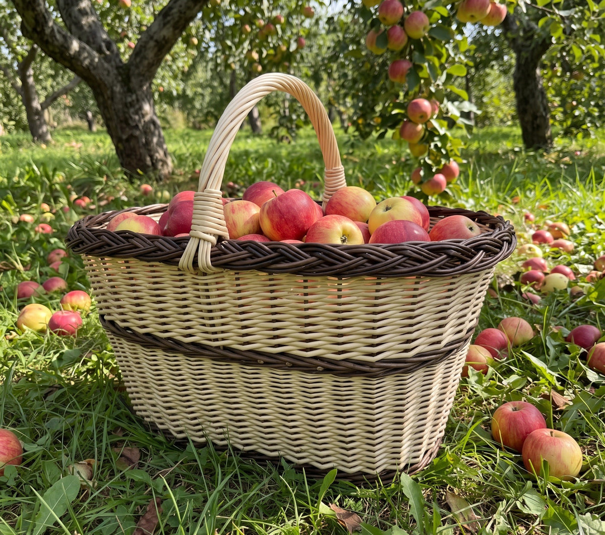 Large oval willow basket with handle filled with freshly picked red apples on the grass of an orchard among fallen fruit
