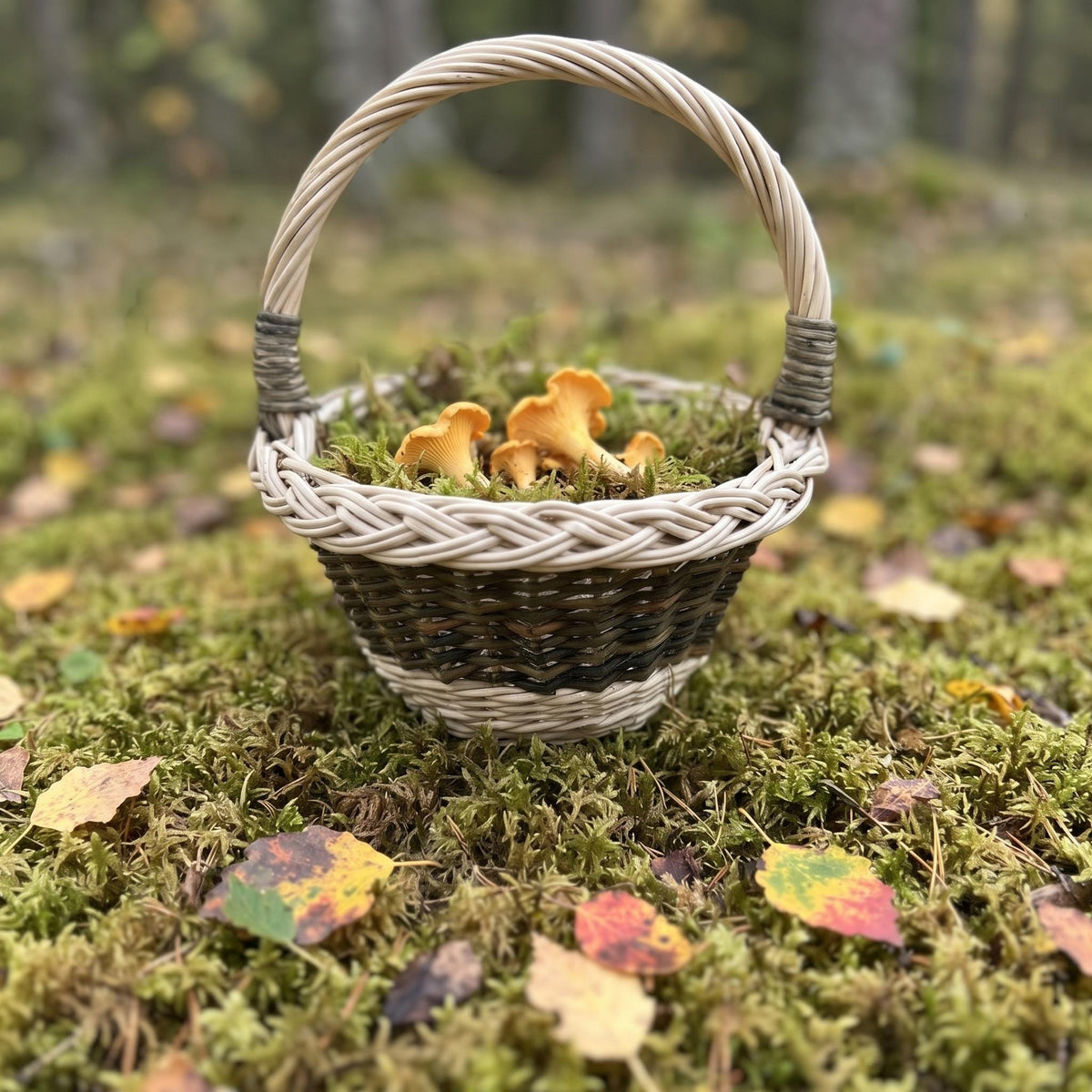 Small handwoven willow basket with a braided rim and arched handle holding chanterelle mushrooms on moss among autumn leaves.