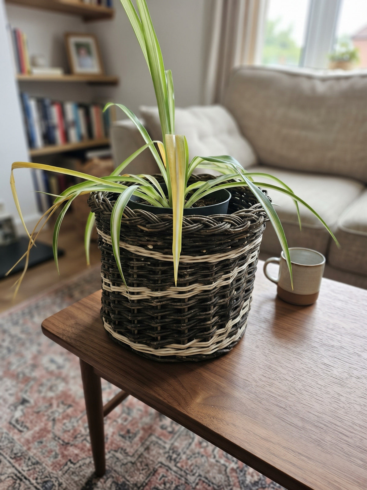 Small round wicker planter basket with a spider plant on a wooden coffee table in a living room with a sofa and bookshelf.