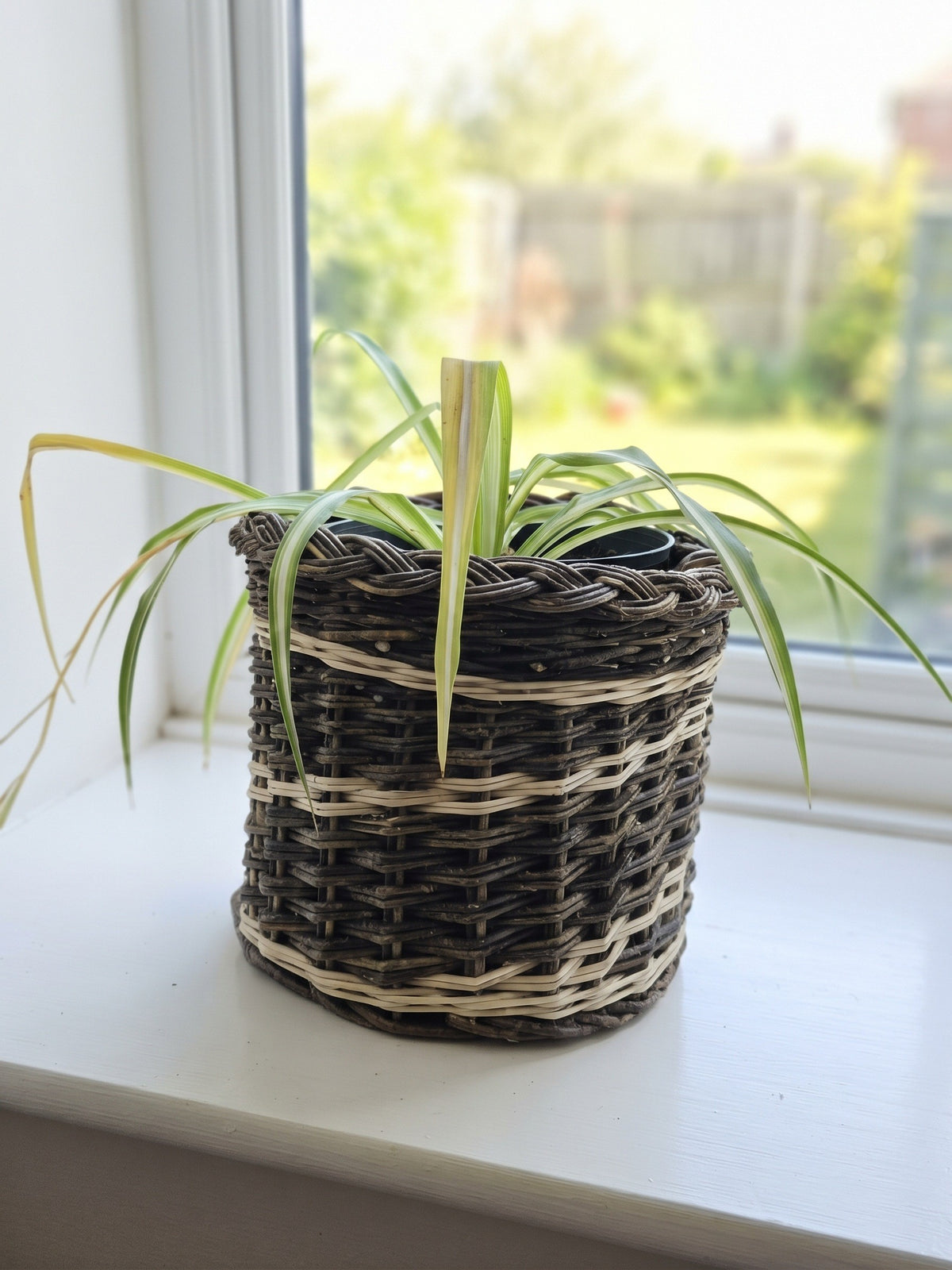 Small round wicker planter basket holding a spider plant on a bright white windowsill overlooking the garden.