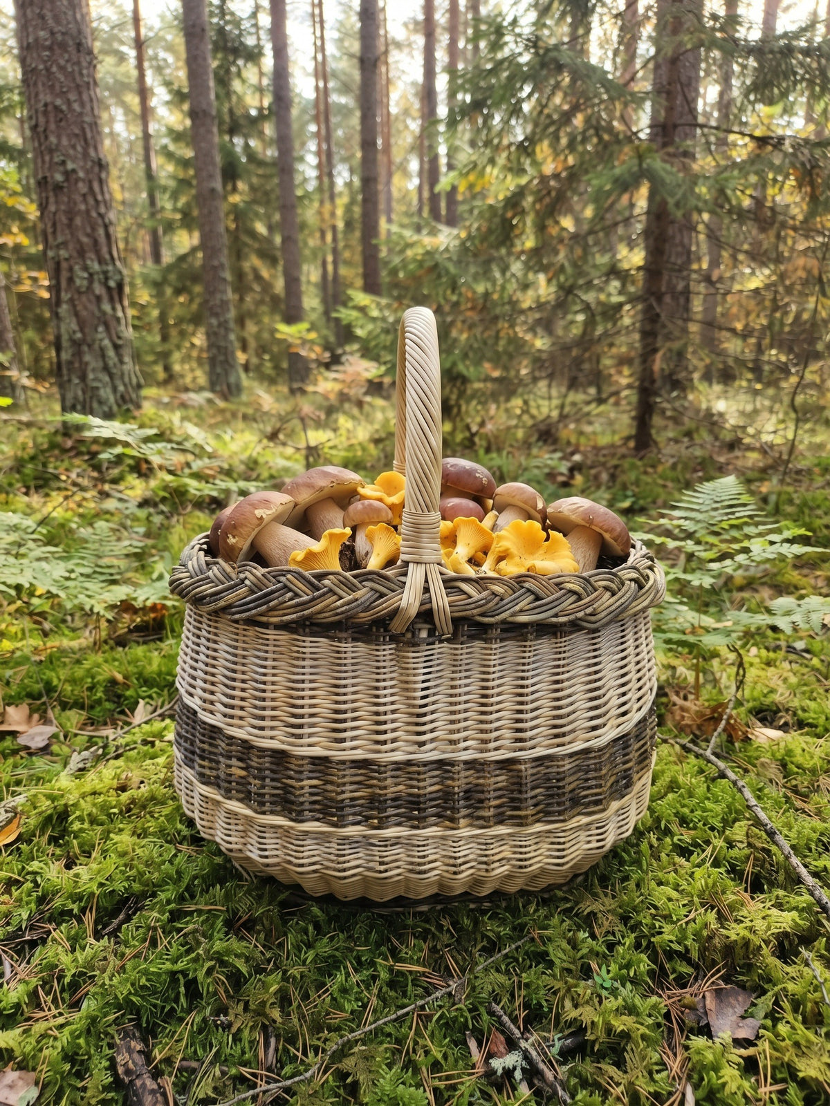 Handwoven willow mushroom basket filled with porcini and chanterelles on the mossy floor of a pine forest among ferns
