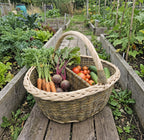 Two compartment willow basket with a tall handle filled with carrots, beetroot, tomatoes and cucumbers on a path between raised garden beds