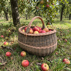 Large wicker market basket with handle filled with freshly picked apples on the grass under apple trees in an autumn orchard.