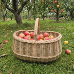 Large oval wicker basket with braided rim and handle filled with red apples on the grass in an apple orchard.