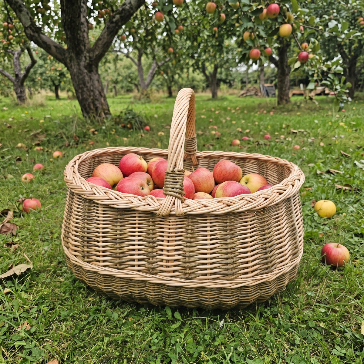 Large oval wicker basket with braided rim and handle filled with red apples on the grass in an apple orchard.