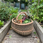 Large wicker harvest basket full of potatoes, carrots, beetroot and cabbage on a wooden path between raised vegetable beds.