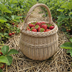 Round willow berry basket with handle filled with fresh strawberries on straw between rows of strawberry plants