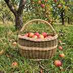 Oval apple harvest basket with handle, handwoven from willow and filled with freshly picked apples on the grass under apple trees in an orchard.
