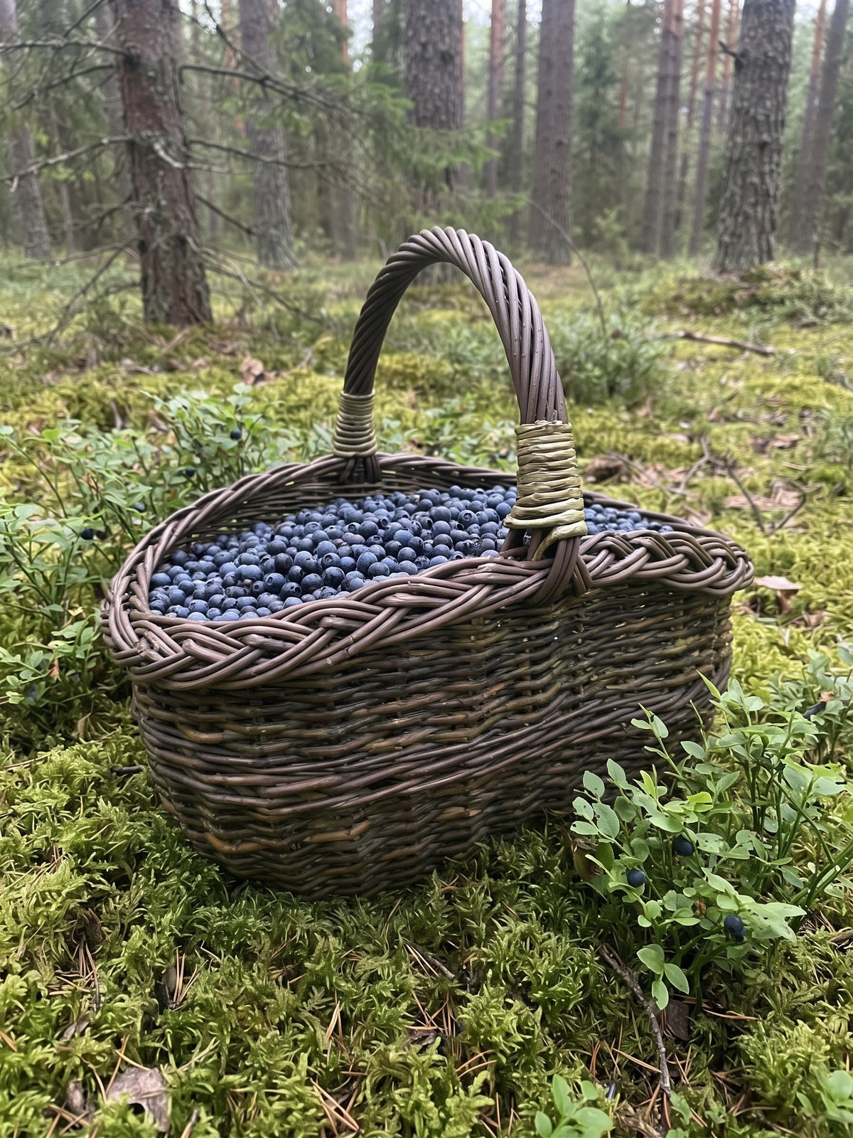 Small oval willow basket with handle filled with wild blueberries on a mossy pine forest floor among blueberry bushes
