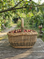 Small handwoven willow fruit basket full of fresh cherries on a weathered garden table under a cherry tree