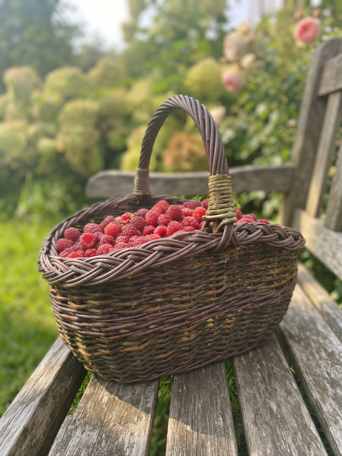Small handwoven basket with a braided rim full of fresh raspberries on a wooden garden bench