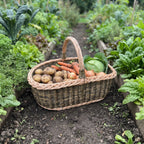 Handwoven willow produce basket filled with potatoes, carrots, onions and a cabbage between raised vegetable beds in a kitchen garden.