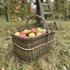 Großer rechteckiger Holzkorb mit hohem gedrehtem Henkel voller frisch gepflückter Äpfel auf dem Rasen im Obstgarten
