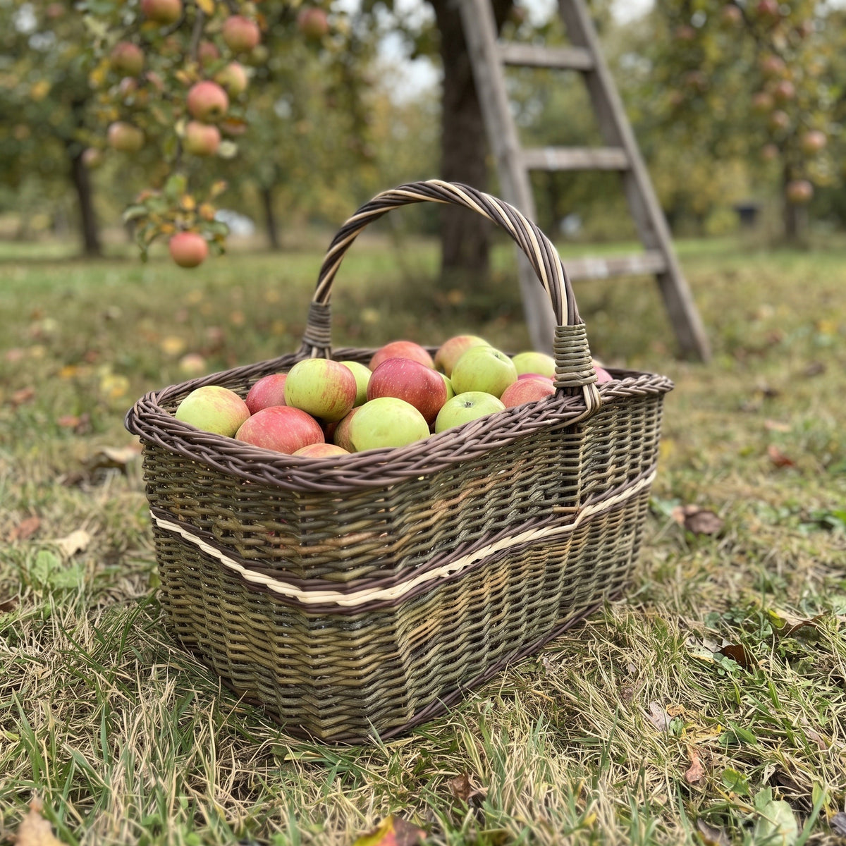 Large rectangular firewood basket with a tall twisted handle full of freshly picked apples on the grass in an orchard