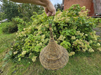 Handwoven willow bird feeder held up by its hanging cord in front of a hydrangea bush, showing how the cone-shaped roof hangs