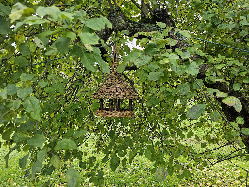 Tall woven willow bird feeder hanging among the leafy branches of a garden apple tree in summer