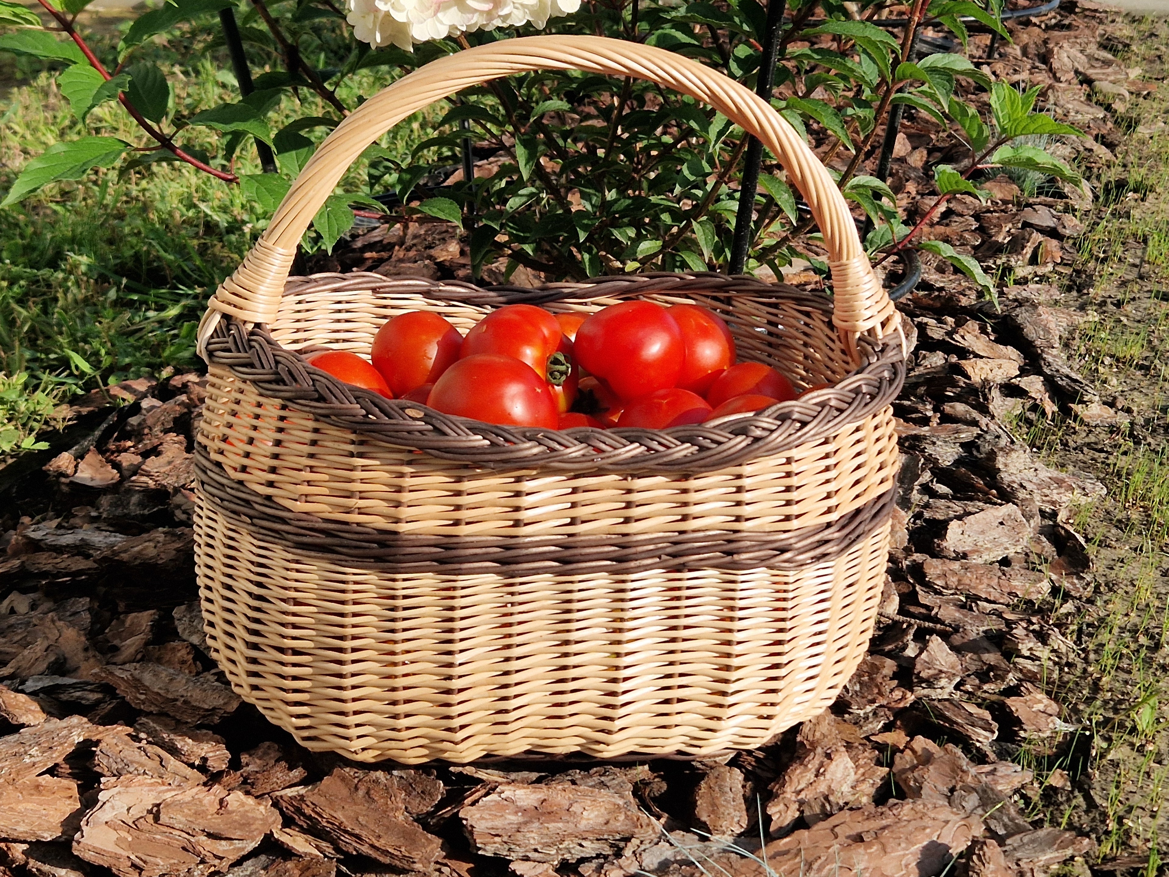 Handmade Wicker Foraging Basket