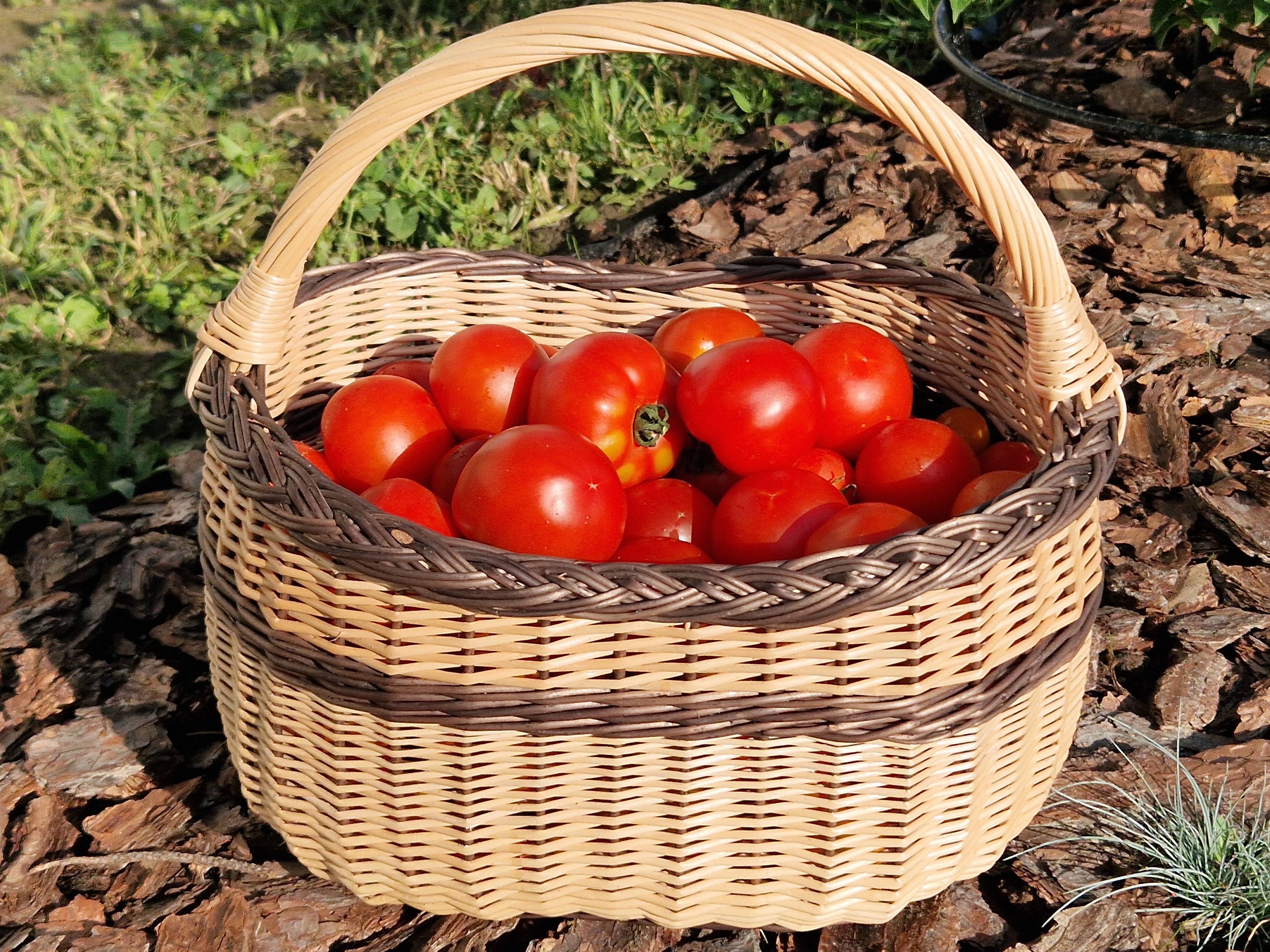Handmade Wicker Foraging Basket