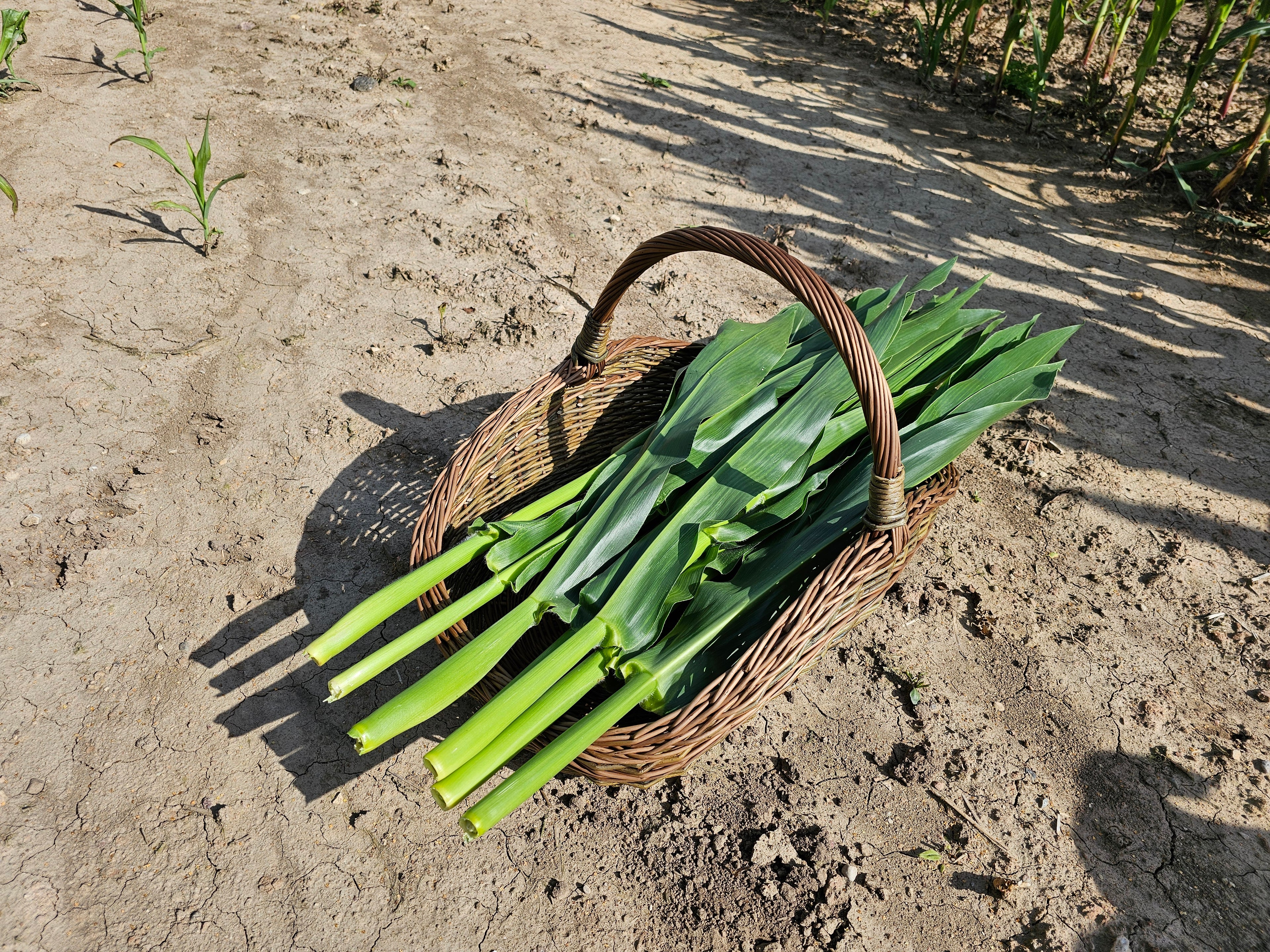 Large Unpeeled Willow Trug 027b-5