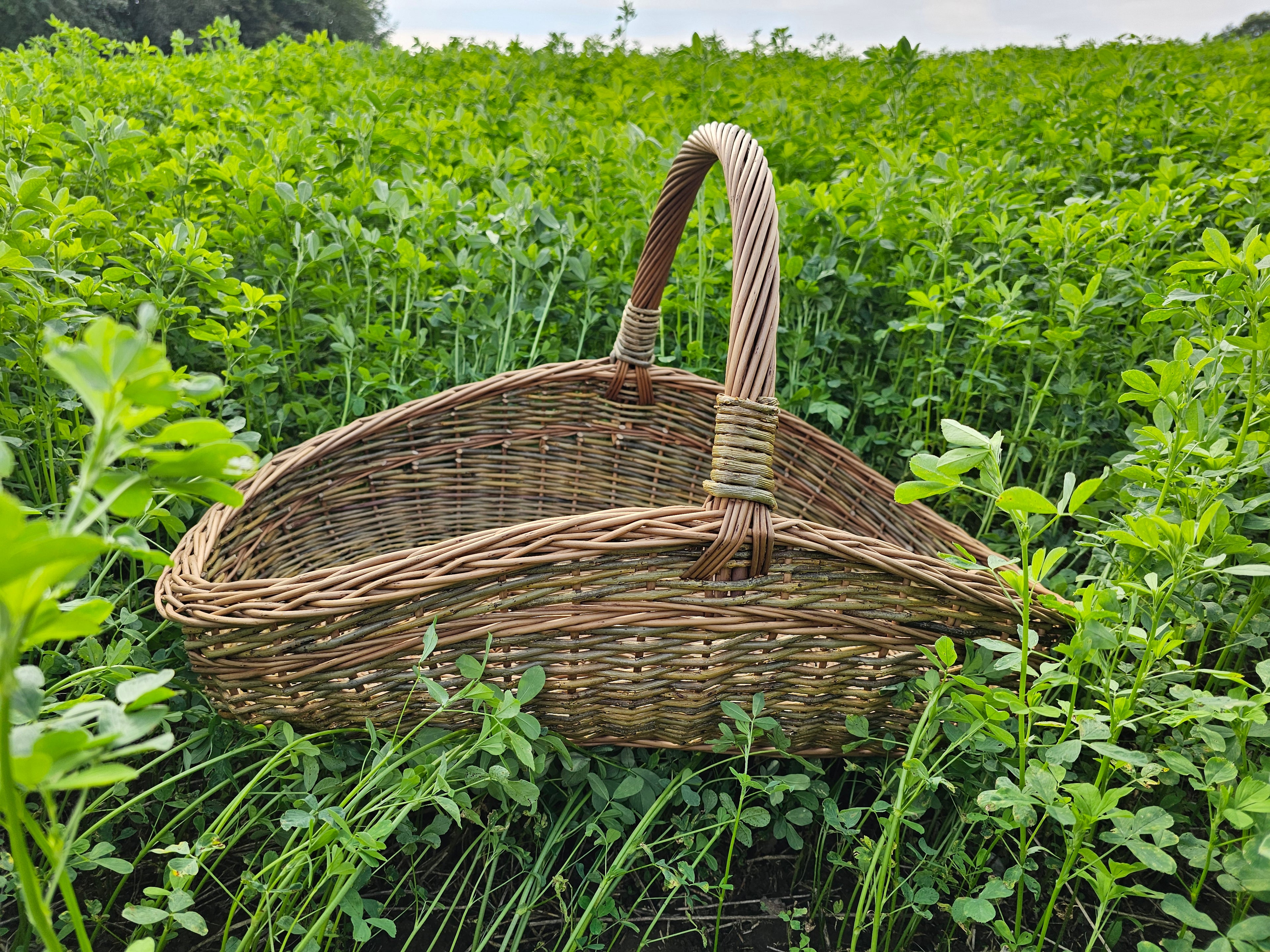Large Unpeeled Willow Trug 027b-5