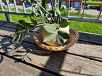 Small Round Wicker Tray