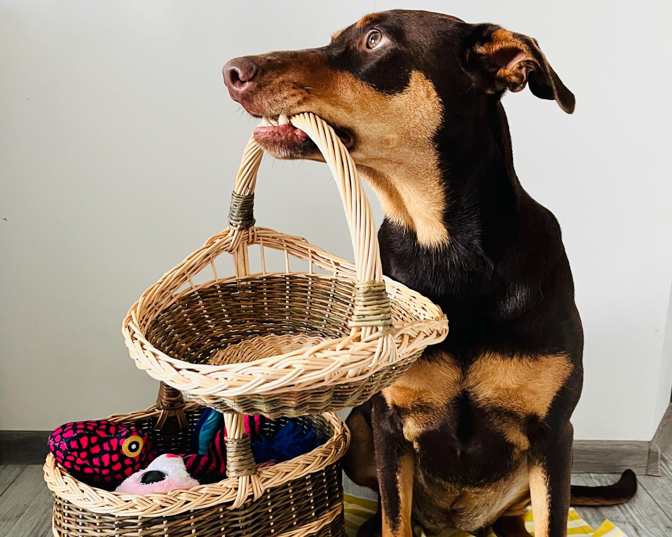 Dog holding a wicker basket with clothes on a wooden floor.