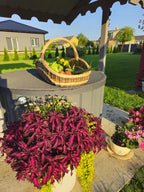 Extra-Large Willow Trug 0027 - NaturelyWoven