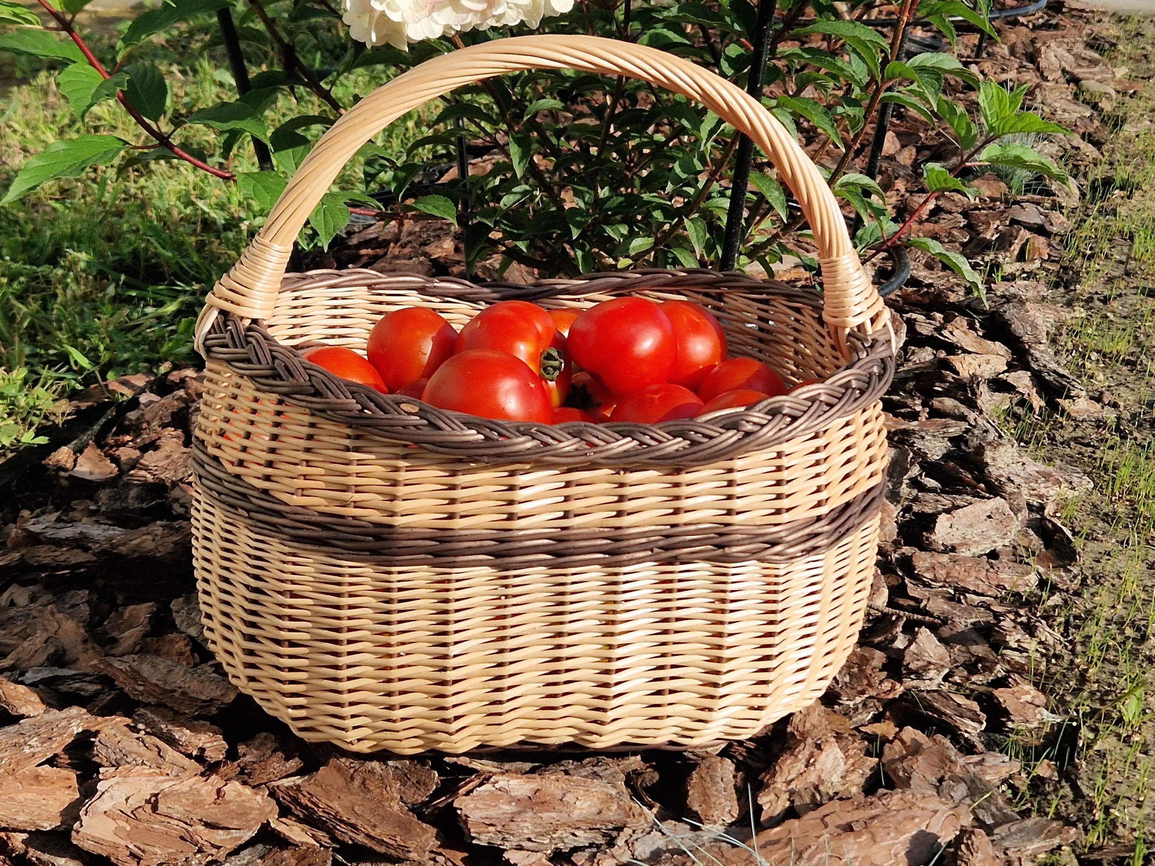 Rustic Natural Willow Foraging Basket - Handmade Wicker - NaturelyWoven
