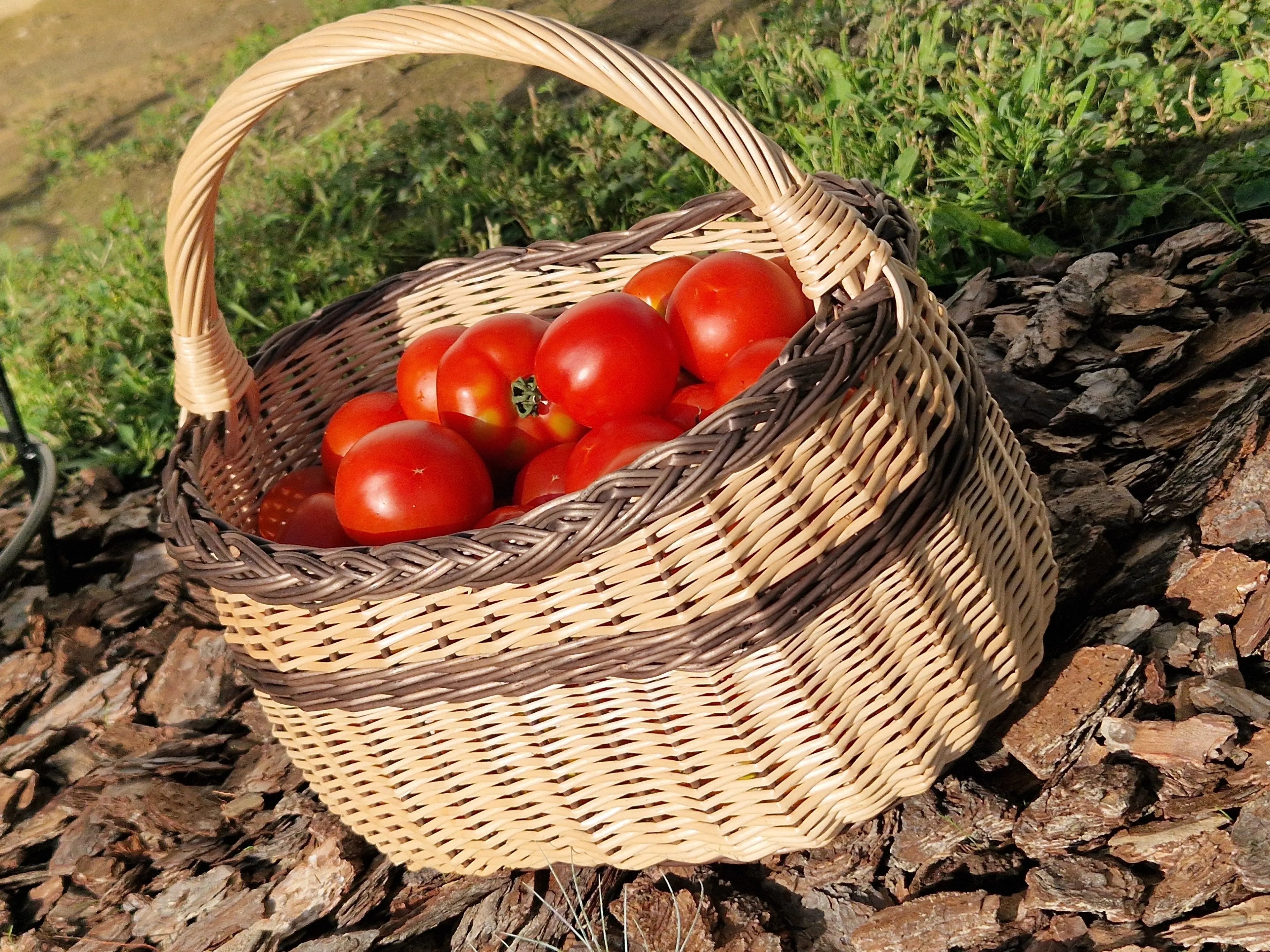 Rustic Natural Willow Foraging Basket - Handmade Wicker - NaturelyWoven