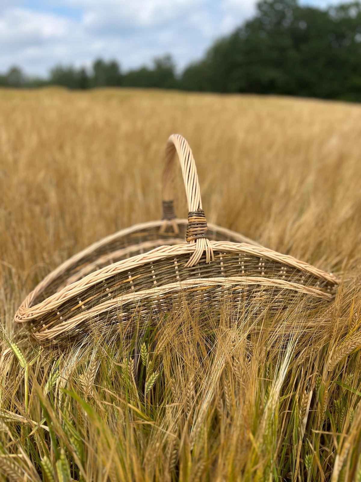 Large willow garden trug with a single arched handle standing among ripe golden barley stalks in a field.