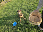 Shallow Willow Garden Trug