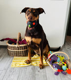 Two handwoven wicker baskets filled with dog toys on a yellow striped mat, with a brown and tan dog beside them, showing the willow storage basket in daily use.