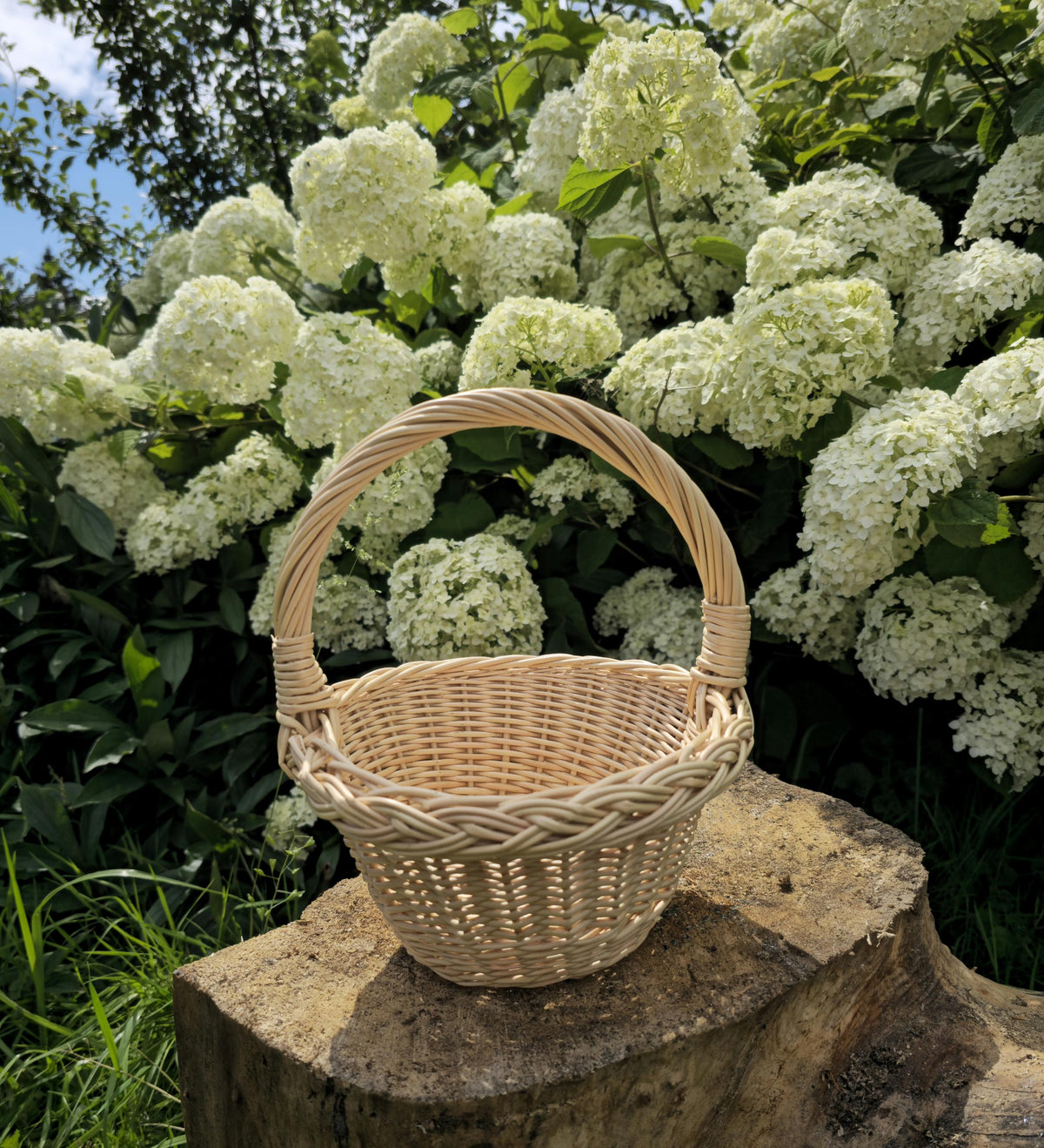 Round handwoven willow basket with a tapered body, circular base and braided rim on a tree stump by hydrangeas, woven from thin flexible rods with an arched handle.