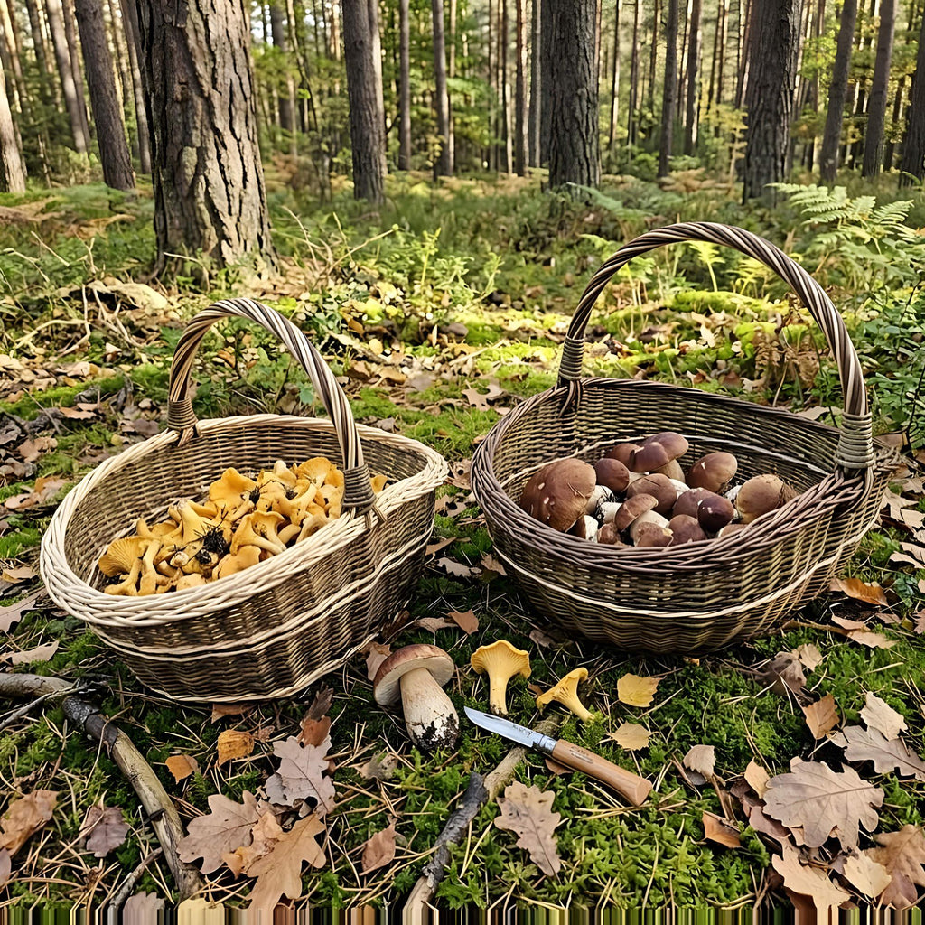 The two willow baskets filled with chanterelles and ceps on a forest floor