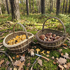The two willow baskets filled with chanterelles and ceps on a forest floor